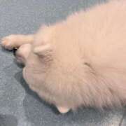 ヒメ日記 2025/04/16 13:14 投稿 しゅり Rutile(ルチル)