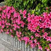 ヒメ日記 2025/05/25 00:34 投稿 環奈(かんな) PLUS難波店