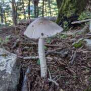 ヒメ日記 2025/02/03 17:03 投稿 あかり 素人妻御奉仕倶楽部Hip's松戸店