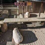 ヒメ日記 2025/11/13 11:29 投稿 あかり 素人妻御奉仕倶楽部Hip's松戸店