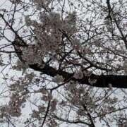 ヒメ日記 2026/03/25 11:49 投稿 あかり 素人妻御奉仕倶楽部Hip's松戸店