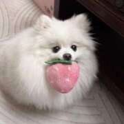 ヒメ日記 2025/08/25 13:13 投稿 おかゆちゃん Cawaiiハイ！スクールリターンズ