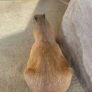 ヒメ日記 2025/09/09 13:53 投稿 おかゆちゃん Cawaiiハイ！スクールリターンズ