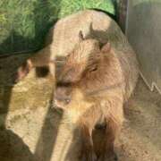 ヒメ日記 2025/09/10 14:46 投稿 おかゆちゃん Cawaiiハイ！スクールリターンズ