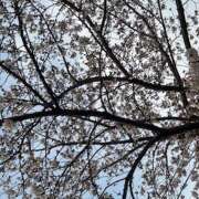 ヒメ日記 2025/03/29 07:16 投稿 夏木 おふくろ