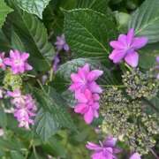 ヒメ日記 2025/05/25 07:55 投稿 夏木 おふくろ