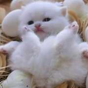 ヒメ日記 2026/03/28 19:10 投稿 夏木 おふくろ