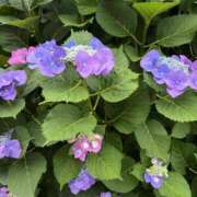 ヒメ日記 2025/05/31 06:56 投稿 小山 MadameRest(マダムレスト)