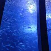 ヒメ日記 2025/01/10 16:56 投稿 さきな 東京人妻セレブリティ（ユメオト）