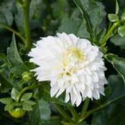 ヒメ日記 2024/12/18 22:16 投稿 蓮見 れいか こあくまな熟女たち三河店（KOAKUMAグループ）