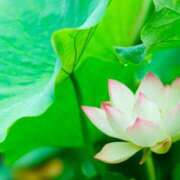 ヒメ日記 2025/01/13 09:17 投稿 蓮見 れいか こあくまな熟女たち三河店（KOAKUMAグループ）