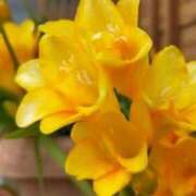 ヒメ日記 2025/01/24 09:20 投稿 蓮見 れいか こあくまな熟女たち三河店（KOAKUMAグループ）