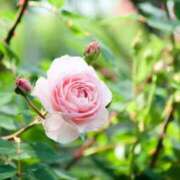 ヒメ日記 2025/02/20 14:44 投稿 蓮見 れいか こあくまな熟女たち三河店（KOAKUMAグループ）