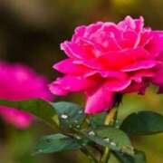 ヒメ日記 2025/04/17 18:25 投稿 蓮見 れいか こあくまな熟女たち三河店（KOAKUMAグループ）