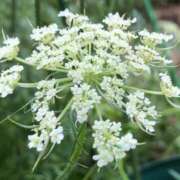 ヒメ日記 2025/05/14 09:42 投稿 蓮見 れいか こあくまな熟女たち三河店（KOAKUMAグループ）