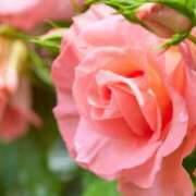 ヒメ日記 2025/07/01 18:26 投稿 蓮見 れいか こあくまな熟女たち三河店（KOAKUMAグループ）