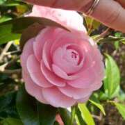 ヒメ日記 2025/08/01 10:55 投稿 蓮見 れいか こあくまな熟女たち三河店（KOAKUMAグループ）