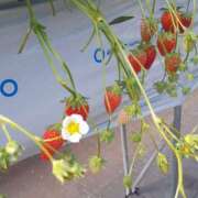 ヒメ日記 2025/09/02 11:29 投稿 蓮見 れいか こあくまな熟女たち三河店（KOAKUMAグループ）