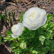 ヒメ日記 2025/11/11 20:08 投稿 蓮見 れいか こあくまな熟女たち三河店（KOAKUMAグループ）