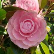 ヒメ日記 2025/11/27 20:08 投稿 蓮見 れいか こあくまな熟女たち三河店（KOAKUMAグループ）