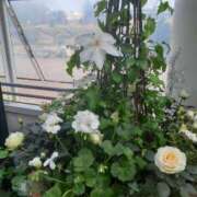 ヒメ日記 2026/01/12 17:00 投稿 蓮見 れいか こあくまな熟女たち三河店（KOAKUMAグループ）