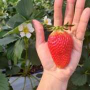 ヒメ日記 2026/01/16 19:45 投稿 蓮見 れいか こあくまな熟女たち三河店（KOAKUMAグループ）