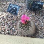 ヒメ日記 2026/02/16 16:22 投稿 蓮見 れいか こあくまな熟女たち三河店（KOAKUMAグループ）