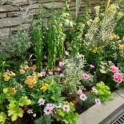 蓮見 れいか １９日　Ｓ様　Love letter こあくまな熟女たち三河店（KOAKUMAグループ）