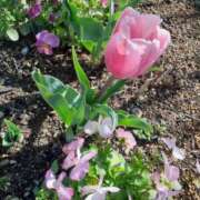 ヒメ日記 2026/03/17 07:44 投稿 蓮見 れいか こあくまな熟女たち三河店（KOAKUMAグループ）