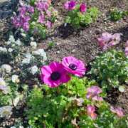 ヒメ日記 2026/03/19 20:21 投稿 蓮見 れいか こあくまな熟女たち三河店（KOAKUMAグループ）