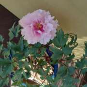 ヒメ日記 2026/04/01 11:54 投稿 蓮見 れいか こあくまな熟女たち三河店（KOAKUMAグループ）