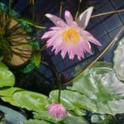 ヒメ日記 2026/04/02 07:47 投稿 蓮見 れいか こあくまな熟女たち三河店（KOAKUMAグループ）