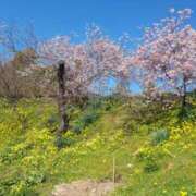 ヒメ日記 2026/04/02 20:35 投稿 蓮見 れいか こあくまな熟女たち三河店（KOAKUMAグループ）