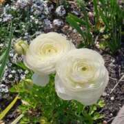 ヒメ日記 2026/04/09 20:15 投稿 蓮見 れいか こあくまな熟女たち三河店（KOAKUMAグループ）