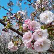 ヒメ日記 2026/04/11 06:32 投稿 蓮見 れいか こあくまな熟女たち三河店（KOAKUMAグループ）