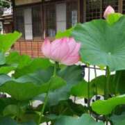 ヒメ日記 2026/04/11 21:16 投稿 蓮見 れいか こあくまな熟女たち三河店（KOAKUMAグループ）