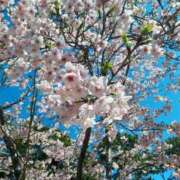 ヒメ日記 2026/04/14 11:16 投稿 蓮見 れいか こあくまな熟女たち三河店（KOAKUMAグループ）