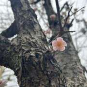 ヒメ日記 2025/03/06 14:25 投稿 川瀬あいり 池袋手コキパラダイス　見習い天使とイタズラ小悪魔
