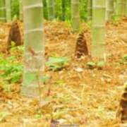 ヒメ日記 2025/04/23 09:46 投稿 中村ゆきの 五十路マダム富山店(カサブランカグループ)