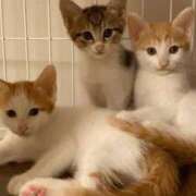 ヒメ日記 2025/10/22 14:34 投稿 中村ゆきの 五十路マダム富山店(カサブランカグループ)