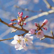 ヒメ日記 2025/03/25 11:10 投稿 日野樹 五十路マダム　和歌山店