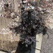 ヒメ日記 2025/03/26 18:48 投稿 日野樹 五十路マダム　和歌山店