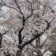 ヒメ日記 2025/03/29 09:12 投稿 日野樹 五十路マダム　和歌山店