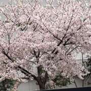 ヒメ日記 2025/04/14 19:04 投稿 日野樹 五十路マダム　和歌山店