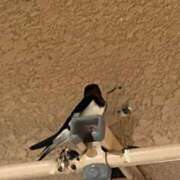 ヒメ日記 2025/06/17 07:04 投稿 日野樹 五十路マダム　和歌山店