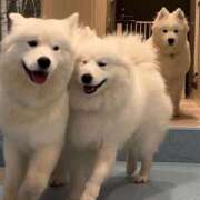 ヒメ日記 2024/12/22 12:31 投稿 ことみ イキなり生彼女from大宮