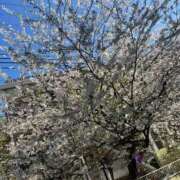 ヒメ日記 2025/04/07 20:56 投稿 世良 熟女の風俗最終章 新横浜店