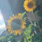 ヒメ日記 2025/09/06 17:07 投稿 世良 熟女の風俗最終章 新横浜店