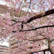 ヒメ日記 2026/04/03 18:42 投稿 世良 熟女の風俗最終章 新横浜店