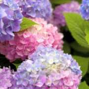 ヒメ日記 2026/06/12 19:46 投稿 世良 熟女の風俗最終章 新横浜店